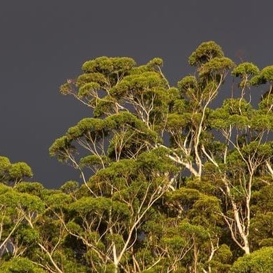 Australia-Eucalyptus-Trees.jpg