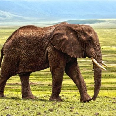african-elephant-safari-photography.jpg