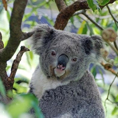 koala-bear-Australia-nature.jpg