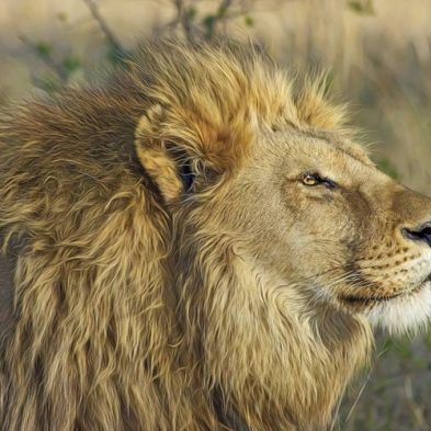 lion-safari-africa-travel.jpg