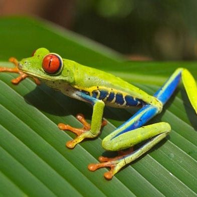 tree-frog-panama.jpg